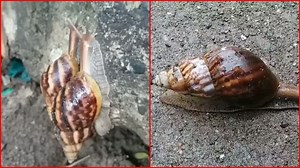 ચોમાસામાં એવું પ્રાણી જોવા મળે છે કે જેમાં નર અને માદાના પ્રજનન અંગો હાજર હોય છે તમને ખબર છે આ પ્રાણીનું નામ જુઓ મારો વિશેષ અહેવાલ - JUNAGADH SNAIL SLAUG