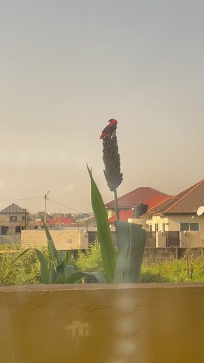 Seeing this beautiful bird through my window | Midwife Sally