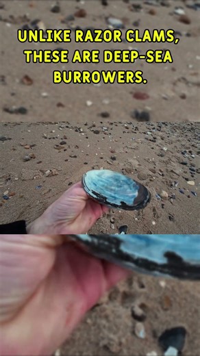 Dug up by the Storm! 🐚 The Common Otter Shell #yorkshirecoast #nature #northyorkmoors #asmr