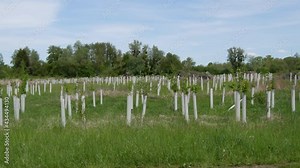 A young garden of fruit and berry trees, namely apple trees in special white tubes, which help the young tree not to break and keep its shape