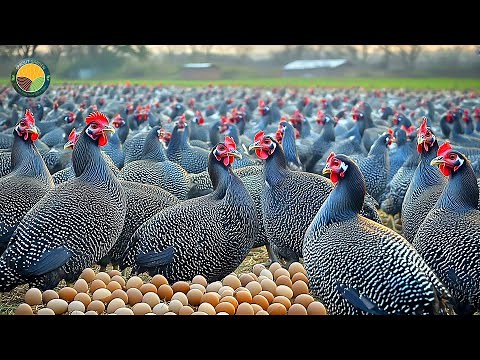 How Farmers Raise Hundreds of Guinea Fowl for Meat & Eggs | Farming Documentary