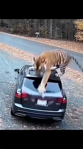 troll face meme #helloneighbor