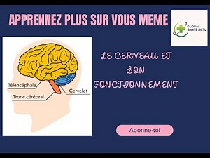 How the brain works: understanding how it controls our body and our thoughts