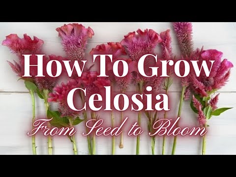 How to Grow Celosia from Seed to Harvest | PepperHarrowFarm.com
