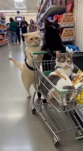 Cats Shopping Like Humans! 😲😹 Cutest Store Moments