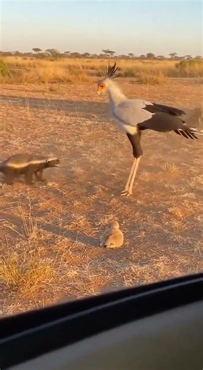 MOST BRAVE ANIMAL! 😱 Honey Badger Attacks Giant Bird! #wildlife2026 #survival