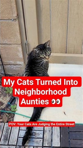 When Cats Get Too Curious About Neighbors 😂