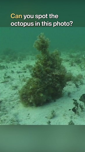 Exploring the Intelligence of Cephalopods and Their Camouflage Abilities