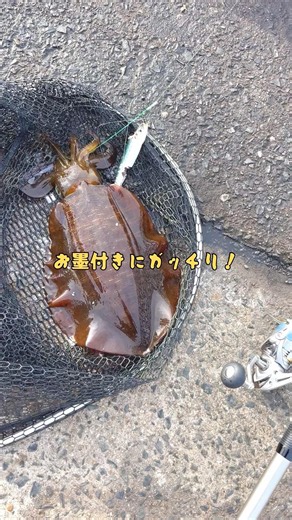 アオリイカの泳がせ釣り #アオリイカ #泳がせ釣り #お墨付き仕掛け #北九州の海 #shorts