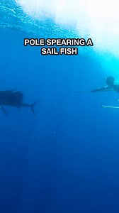 Pole spearing a sail fish challenge. | Spearfishing Downunder