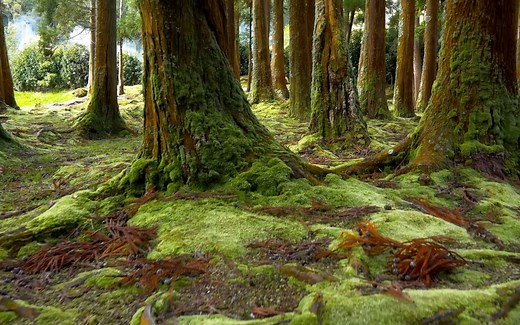 舒缓压力的音乐与美丽的自然视频🌿 为灵魂和生活提供温柔的音乐