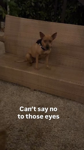 32 reactions · 3 comments | Life is better with dogs! It’s easy to make this a priority. So many beautiful babies available for adoption. Go to my website upshotdogrescue.org to fill out an application.. #lovebig #dogs | Charlaine - Raynor Upshot Dog Rescue | Facebook