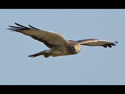 try to hear this Hen harrier