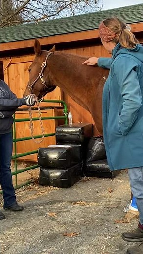 Where to give an intramuscular vaccination on your horse