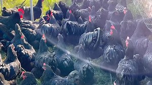 63K views · 908 reactions | Thursday Thought Smart Farmers Don’t...