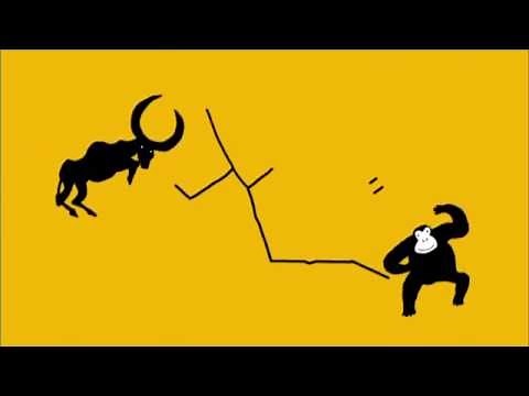 テレビＣＭ 「ヒョウタヌキ」編