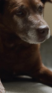 Subaru is proud to be helping the shelter dogs who need love the most. | Subaru of America, Inc.