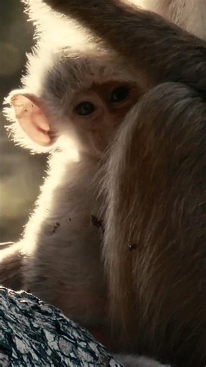 Yellow Baboon Baby Gets All the Mother Love #baboon #africa #wildlife