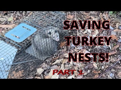 Trapping Nests Predators...And Others!