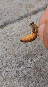 Catching a new king bee is very good. | Phary BeeKeeper