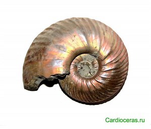 Quenstedtoceras - Alchetron, The Free Social Encyclopedia