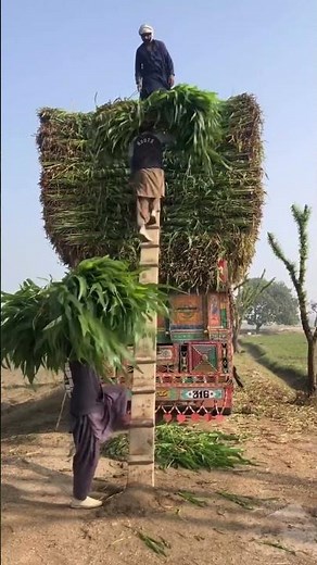 Cumbu stem harvesting ||• Animal feeds ||• #Shiets #trending #Farming #Farminglifeexpo