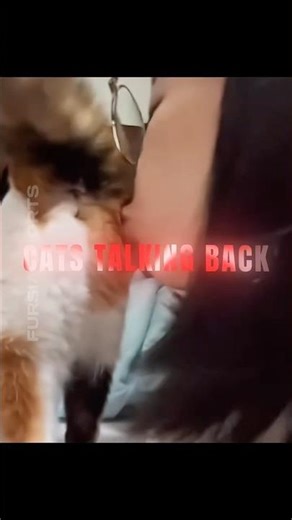 Grumpy cats talking back!😾