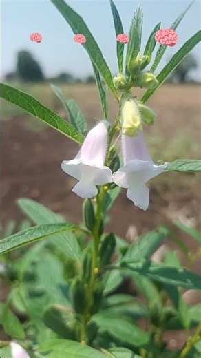 #nature #biology #botanylovers #neet #anatomy #english #biochemsir #education #flowers #photography