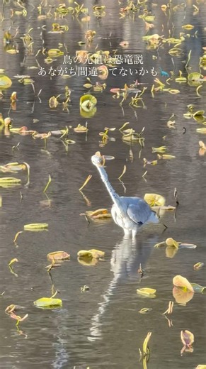 ブラキオサウルスの子孫？ #鳥 #恐竜