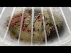 Bolo Rei recipe by smallWORLD - Event Management specialist based in Macau