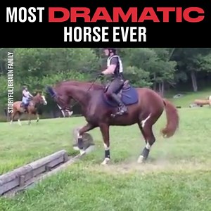 This horse is my spirit animal 😂 | LADbible