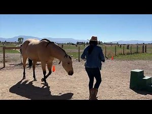 Clicker Training Magic: Moving Haunches & Shoulders with the Target | Beyond the Saddle Week 2