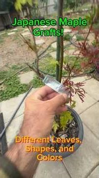 Two Japanese Maple Varieties Grafted on ONE Tree 🍁 Successful Graft Update
