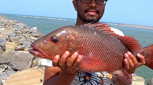 Biggest Mangrove Jack Ever Caught Before more than 3kg. | Kadal Raasa Fishing