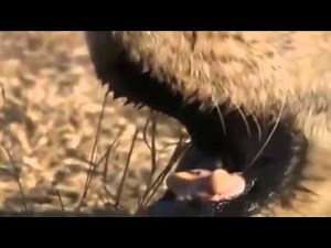 TYSON´s, the Lion, Death The Last Roar Captured by NATIONAL GEOGRAPHIC