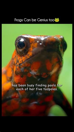 Explain The Universe on Instagram: "🐸Devil Frog (Beelzebufo ampinga) The Devil Frog was a massive prehistoric frog that lived 70 million years ago in Madagascar, back when dinosaurs still existed. ⭐ Main Features 🔹Huge Size: Up to 40 cm long and 4–5 kg in weight – almost the size of a small dog. 🔹Strong Armor: It had a thick, bumpy, and armored skull, giving it a tough, “devil-like” look. 🔹Powerful Bite: Scientists believe it had one of the strongest bites of any frog ever, strong enough to 