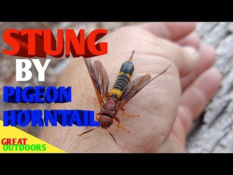 Huge pigeon Horntailed wasp Sting test Largest wasp yet.