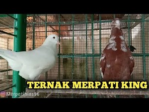 Ternak Merpati King Memang Menguntungkan
