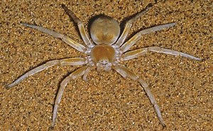 Wheel spider - Alchetron, The Free Social Encyclopedia