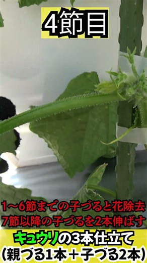 キュウリ最初の芽かき～キュウリの３本仕立て（親づる１本＋子づる２本）～ #shorts #農業 #家庭菜園 #キュウリ #芽かき
