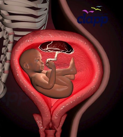 Precious moments of baby inside the womb (3D Animation)