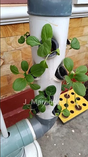 Vertical Hydroponics at Home || ASMR Gardening