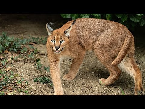 The African Caracal, a wildcat which is a Savanna's silent hunter