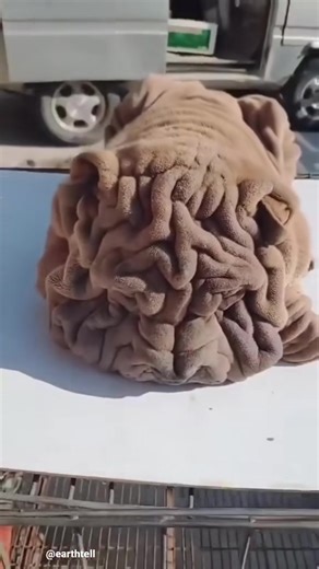 18K views · 14 reactions | BEST MOVIE 2024 movie that makes you feel comfortable watching | Bolivia Gastronomica Sucre | Facebook