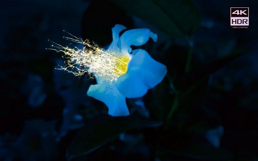 敢不敢测试屏幕 4KHDR色彩 极致画质测试 体验 视觉体验 测试你的屏幕SONY OLED miniLED 演示片 8K原素材