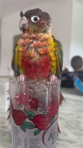 Lebowski is taking a bath or 2