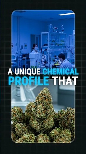 Hybrid vs Sativa/Indica: What Does Hybrid Weed Actually Do?