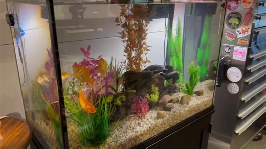 THE BOYS have a new home in the FreyStudio...went from a 20 gallon tank to a 37 gallon hotel…they are diggin' it...! | Edward Freytag