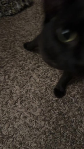 #Black cat #fyp #foryoupage #black | Black Cat