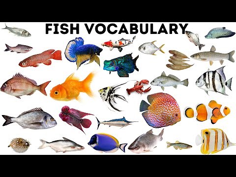 All Types of Fish Names /Fish Vocabulary/Fish Name in English /Names with Spelling and Pictures.